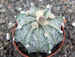 Astrophytum  niveum X red flower oibo akabana, pot 5,5 cm - 12398260