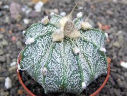 Astrophytum  niveum X red flower oibo akabana, pot 5,5 cm - 12398261