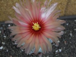 Astrophytum  capricorne X red flower oibo akabana, pot 8 cm - 12398263