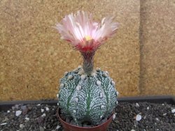 Astrophytum  capricorne X red flower oibo akabana, pot 8 cm - 12398264