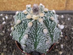 Astrophytum  capricorne X red flower oibo akabana, pot 8 cm - 12398266