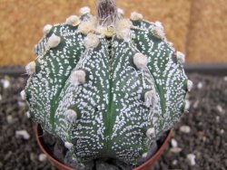 Astrophytum  capricorne X red flower oibo akabana, pot 8 cm - 12398267