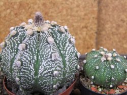 Astrophytum  capricorne X red flower oibo akabana, pot 8 cm - 12398268