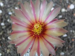 Astrophytum  Super Kabuto X red flower oibo akabana, pot 7 cm - 12398270