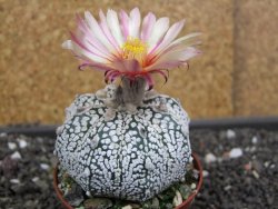 Astrophytum  Super Kabuto X red flower oibo akabana, pot 7 cm - 12398271