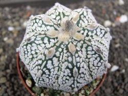 Astrophytum  Super Kabuto X red flower oibo akabana, pot 7 cm - 12398272