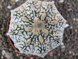 Astrophytum  Super Kabuto X red flower oibo akabana, pot 7 cm - 12398273