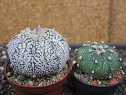 Astrophytum  Super Kabuto X red flower oibo akabana, pot 7 cm - 12398274