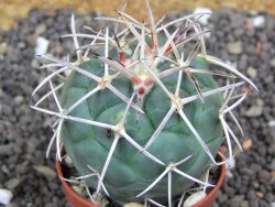 Coryphantha poselgeriana valida SB 288 Cerro Bola pot 5,5 cm