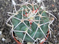 Coryphantha poselgeriana valida SB 288 Cerro Bola pot 5,5 cm - 12398276