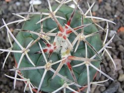 Coryphantha poselgeriana valida SB 288 Cerro Bola pot 5,5 cm - 12398277