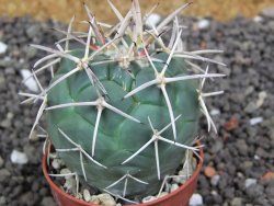 Coryphantha poselgeriana valida SB 288 Cerro Bola pot 5,5 cm - 12398278