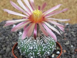 Astrophytum  Super Kabuto X red flower oibo akabana, pot 5,5 cm - 12398280