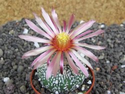 Astrophytum  Super Kabuto X red flower oibo akabana, pot 5,5 cm - 12398281