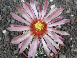 Astrophytum  Super Kabuto X red flower oibo akabana, pot 5,5 cm - 12398282