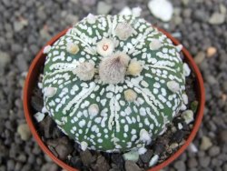 Astrophytum  Super Kabuto X red flower oibo akabana, pot 5,5 cm - 12398283