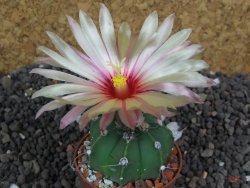 Astrophytum  crassispinum X red flower oibo akabana, pot 5,5 cm - 12398291