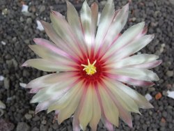 Astrophytum  crassispinum X red flower oibo akabana, pot 5,5 cm - 12398292