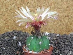 Astrophytum  crassispinum X red flower oibo akabana, pot 5,5 cm - 12398293