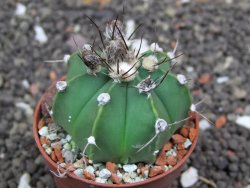 Astrophytum  crassispinum X red flower oibo akabana, pot 5,5 cm - 12398294