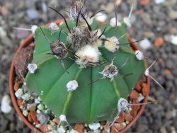 Astrophytum  crassispinum X red flower oibo akabana, pot 5,5 cm - 12398295