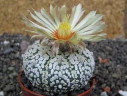 Astrophytum Super Kabuto výběr pot 5,5 cm - 12398298