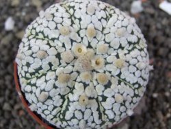 Astrophytum Super Kabuto výběr pot 5,5 cm - 12398299