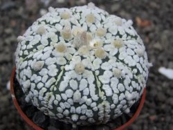 Astrophytum Super Kabuto výběr pot 5,5 cm - 12398300