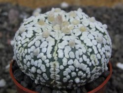 Astrophytum Super Kabuto výběr pot 5,5 cm - 12398301