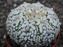 Astrophytum Super Kabuto výběr pot 5,5 cm - 12398302