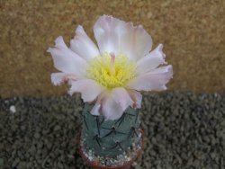 Tephrocactus geometricus pot 5,5 cm - 12398304