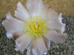 Tephrocactus geometricus pot 5,5 cm - 12398305