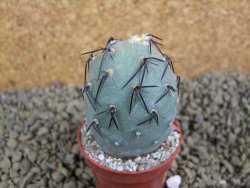 Tephrocactus geometricus pot 5,5 cm - 12398307