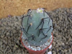 Tephrocactus geometricus pot 5,5 cm - 12398308