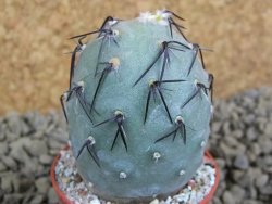 Tephrocactus geometricus pot 5,5 cm - 12398309