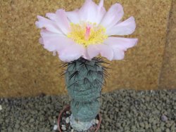 Tephrocactus geometricus pot 5,5 cm - 12398310