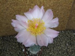 Tephrocactus geometricus pot 5,5 cm - 12398311