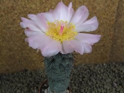 Tephrocactus geometricus pot 5,5 cm - 12398312