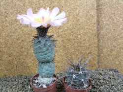 Tephrocactus geometricus pot 5,5 cm - 12398313