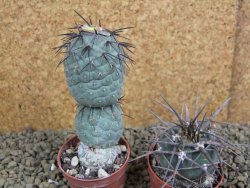 Tephrocactus geometricus pot 5,5 cm - 12398314