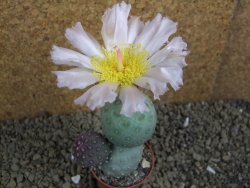 Tephrocactus geometricus pot 5,5 cm - 12398316