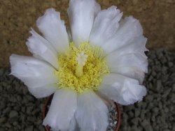 Tephrocactus geometricus pot 5,5 cm - 12398341