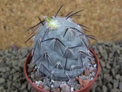 Tephrocactus geometricus pot 5,5 cm - 12398343