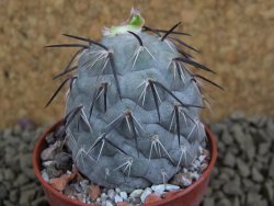 Tephrocactus geometricus pot 5,5 cm - 12398344