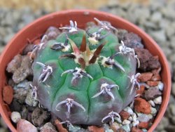 Gymnocalycium vatteri unguispinum, pot 5,5 cm - 12398351