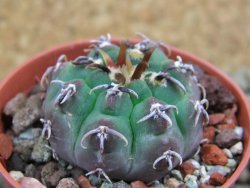 Gymnocalycium vatteri unguispinum, pot 5,5 cm - 12398352