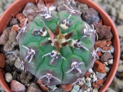 Gymnocalycium vatteri unguispinum, pot 5,5 cm - 12398353