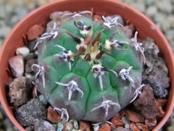 Gymnocalycium vatteri unguispinum, pot 5,5 cm - 12398354