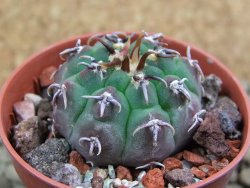 Gymnocalycium vatteri unguispinum, pot 5,5 cm