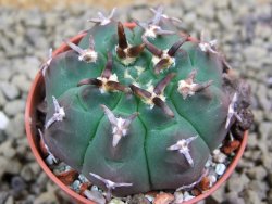 Gymnocalycium vatteri unguispinum, pot 5,5 cm - 12398356